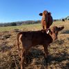 cameronfarms1