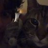 kittycr4ft