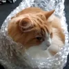 katthekit2