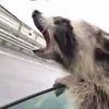 screamin.coon