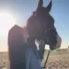 stardustt31