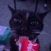 caqkdd