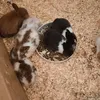 uoooooop6