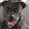 crazy4pitties