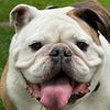 Bubba The Bulldog