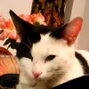 tiger_ana_