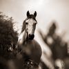 ondarkhorse