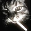 ilikecats537