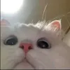 ariaadump_21