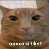gatollorontriste