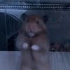winifredhamster