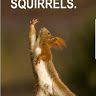dead_squirrel