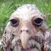 owlman24