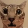 kiwyyss_con_pan