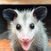 The Drunk Opossum