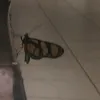 prinniz