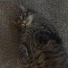 catsncars79