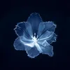 .nguyxnthoongg