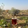 mohammmed_3118