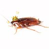boring_roach_madison7
