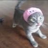 cyb3rkitty19