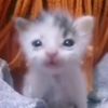 rata_pkaywra