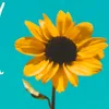 sunflower99__