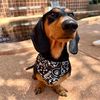 jc.doggy