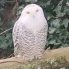 baboulboboul