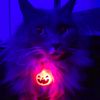 pumpkey420