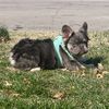 frenchieluver5