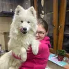 mia_samoyeds