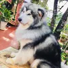 quangbao_44