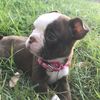 pirate_pups