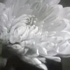 latoi.1988