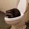 fuqqin_raccoon_face