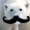 not_a.bear