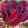 taniy_z