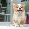 puppydogth8