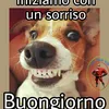 vulvo3