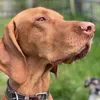 lupus_the_vizsla