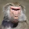 thebalkor