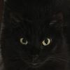 cat_oh