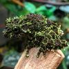 mossyfrog_6