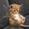 _limpbizkitfan_
