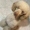 poodlestorm