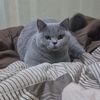 oyen_454