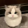 leo_oo88