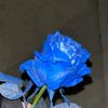 ftimh019