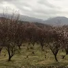 kurdyahoo.com1